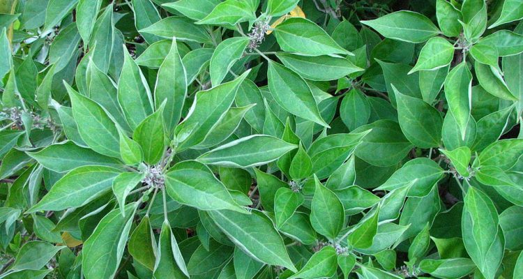 Neraudia angulata