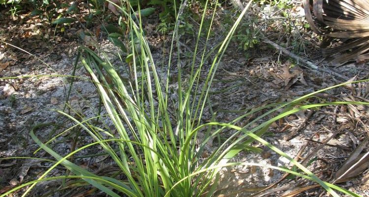 Nolina brittoniana