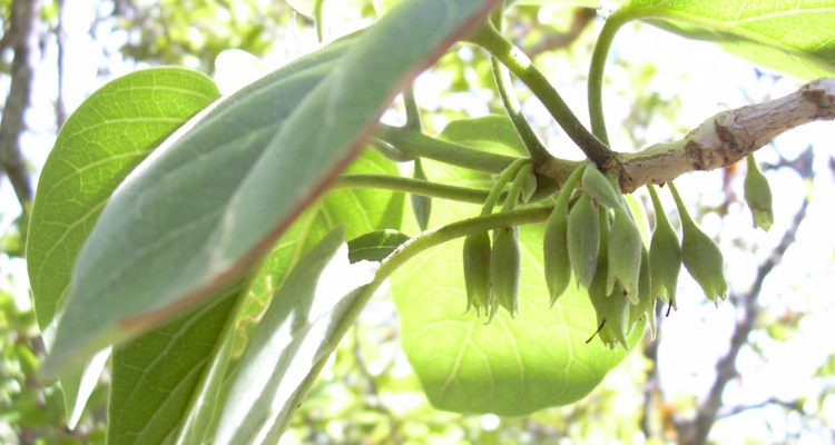 Nothocestrum peltatum