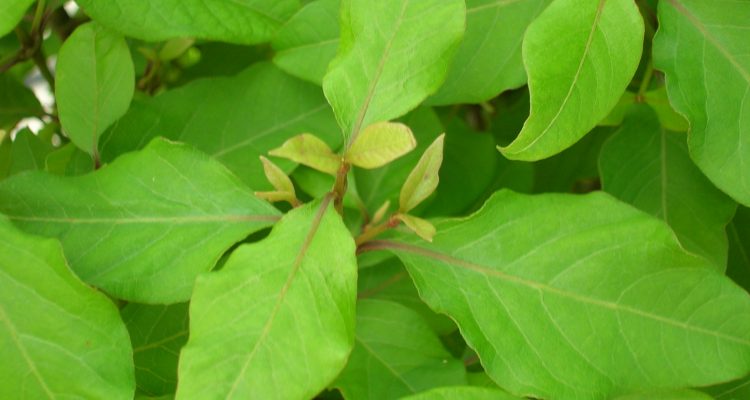 Nototrichium humile