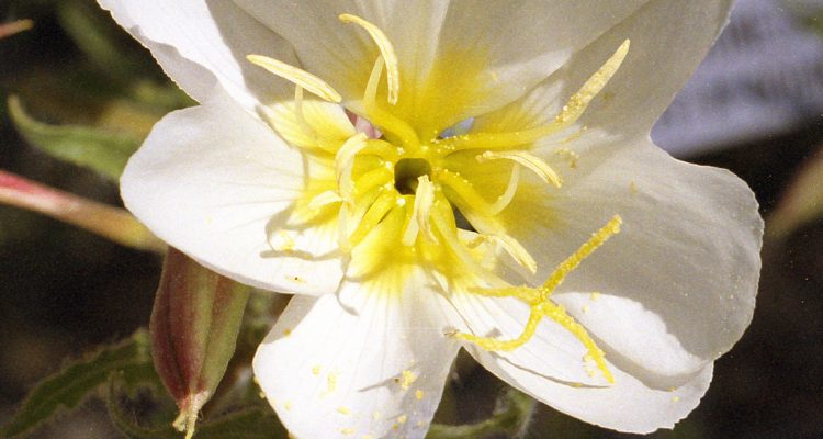 Oenothera deltoides ssp. howellii