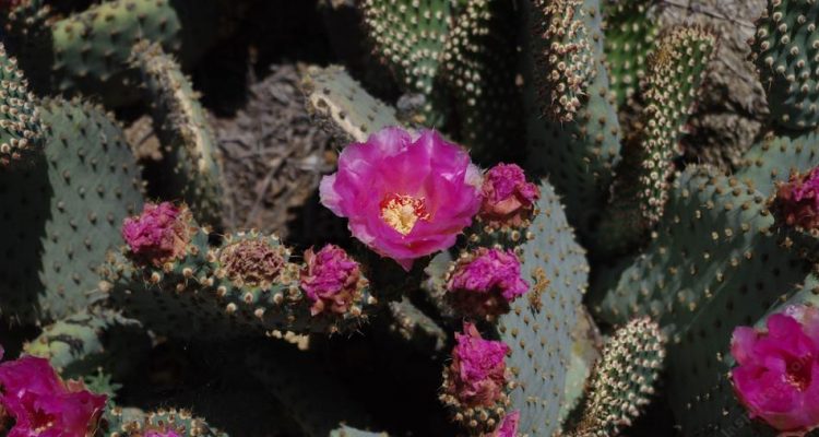 Opuntia treleasei