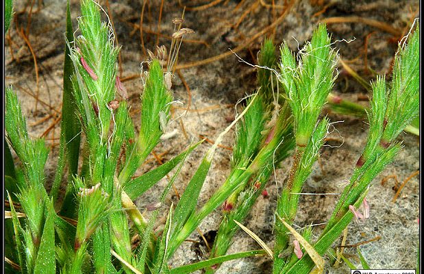 Orcuttia californica