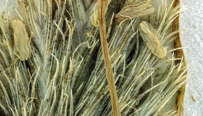 Orcuttia tenuis