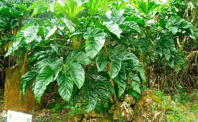 Osmoxylon mariannense