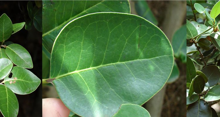 Ottoschulzia rhodoxylon