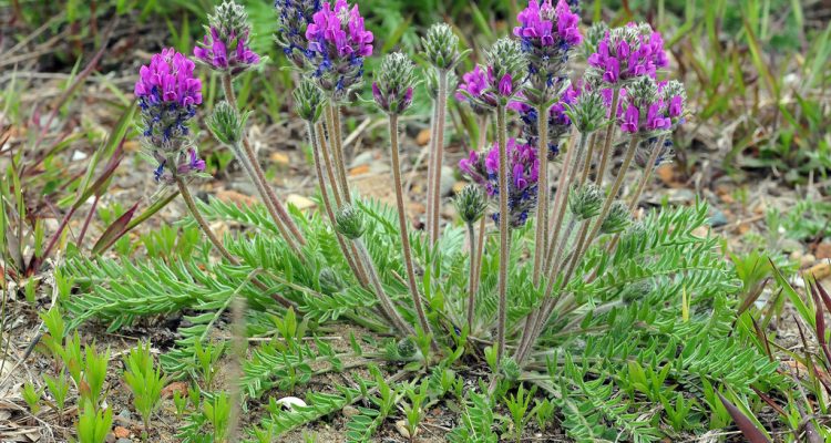 Oxytropis campestris var. chartacea