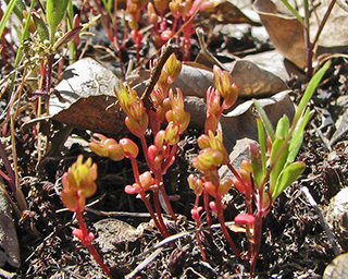 Parvisedum leiocarpum