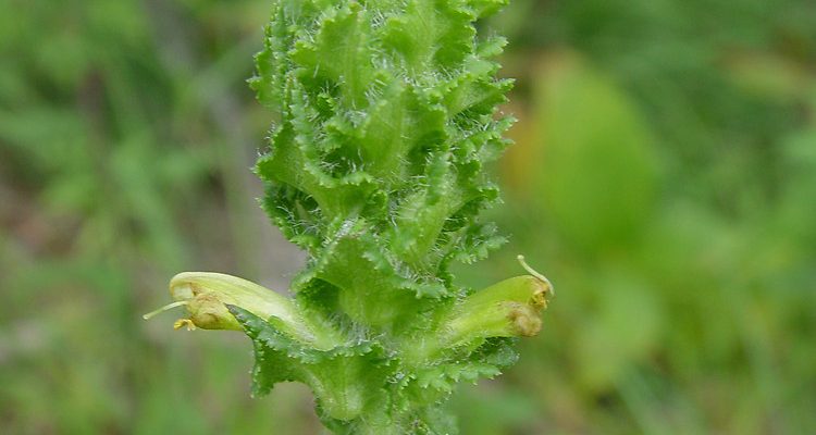 Pedicularis furbishiae