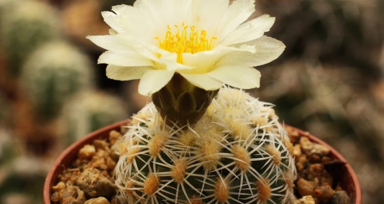 Pediocactus bradyi