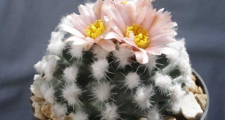 Pediocactus winkleri