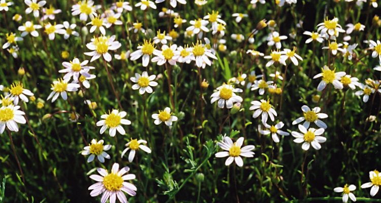 Pentachaeta bellidiflora