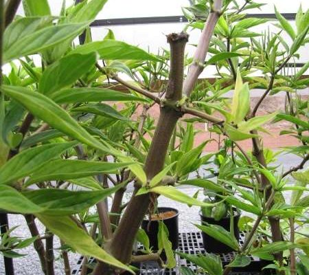 Peperomia subpetiolata