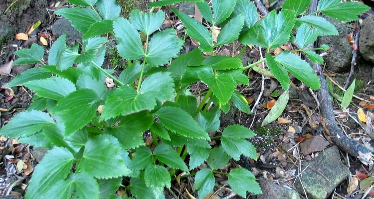 Peucedanum sandwicense