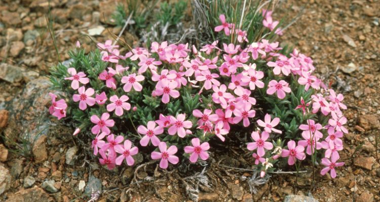 Phlox hirsuta