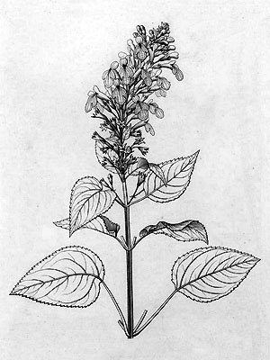 Phyllostegia glabra var. lanaiensis