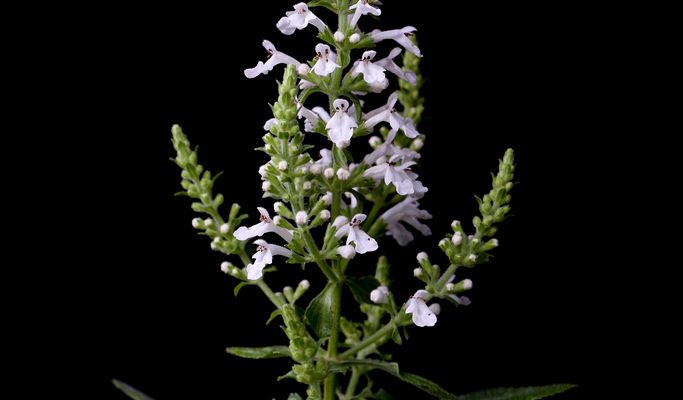 Phyllostegia hirsuta