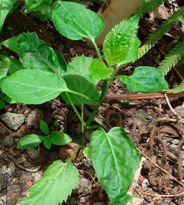 Phyllostegia kaalaensis