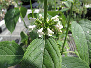 Phyllostegia knudsenii