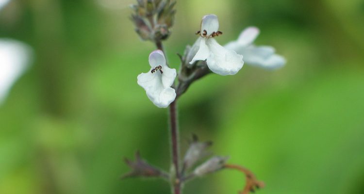 Phyllostegia parviflora
