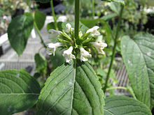 Phyllostegia warshaueri