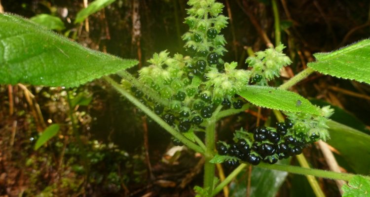 Phyllostegia wawrana
