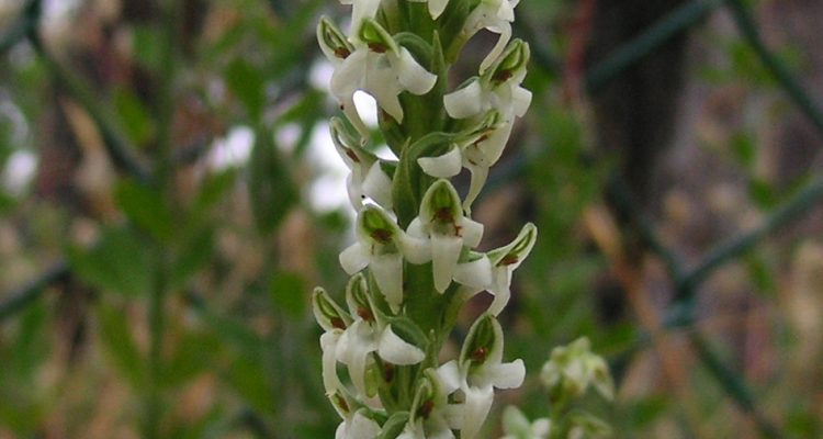 Piperia yadonii