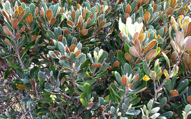 Pittosporum halophilum