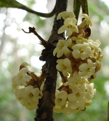 Pittosporum hawaiiense