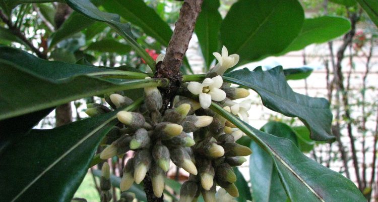 Pittosporum napaliense