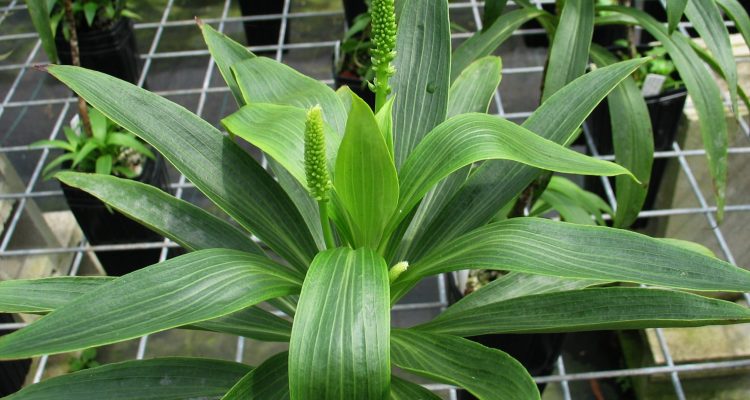 Plantago princeps