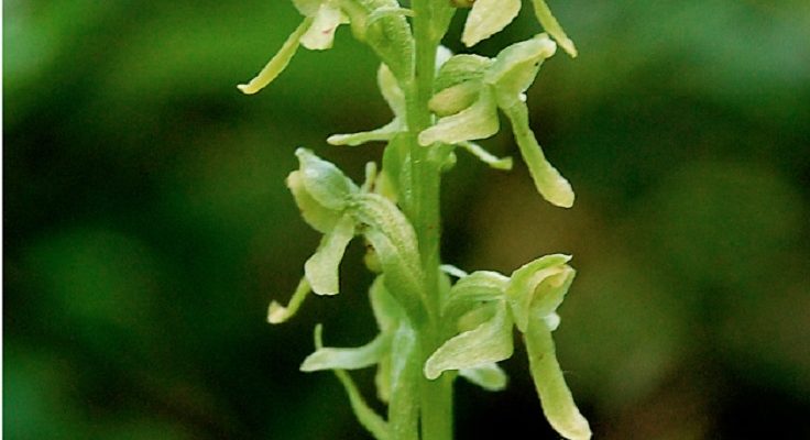 Platanthera holochila