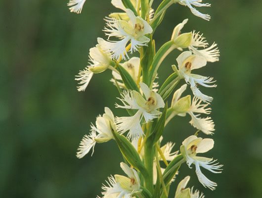 Platanthera leucophaea