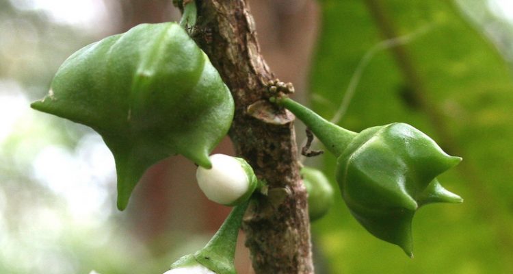 Platydesma cornuta decurrens