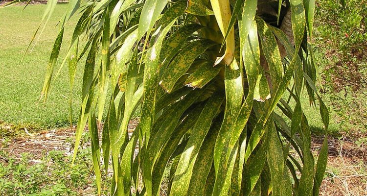 Pleomele hawaiiensis