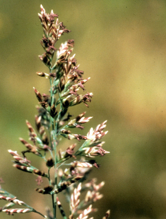Poa napensis