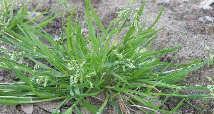Poa siphonoglossa