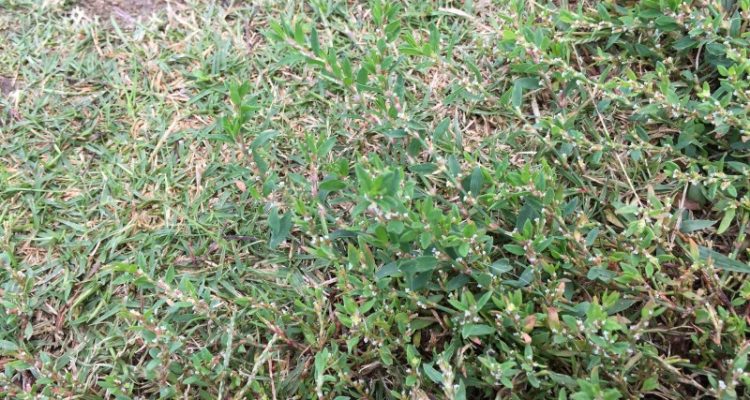 Polygonella basiramia