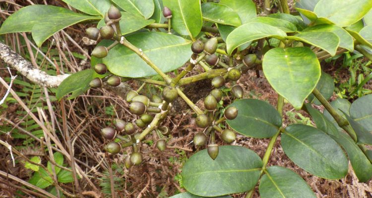 Polyscias gymnocarpa