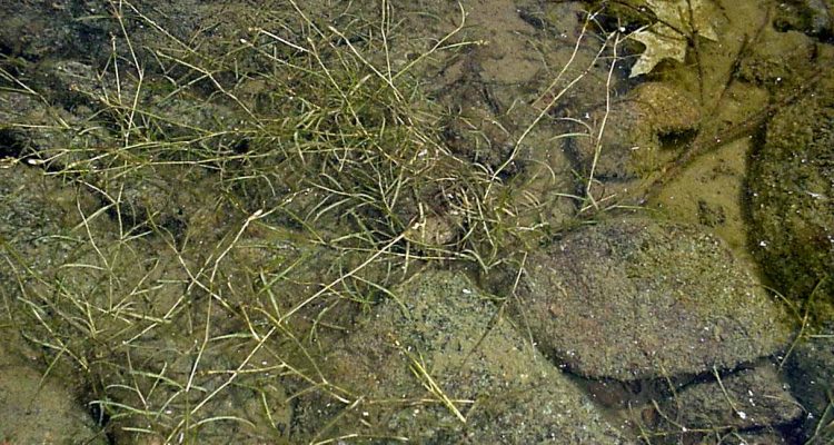 Potamogeton clystocarpus