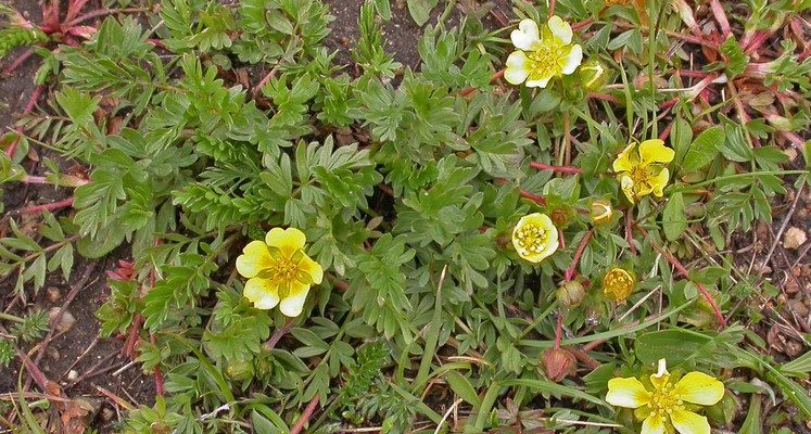 Potentilla hickmanii