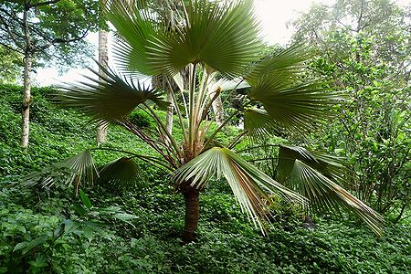 Pritchardia hardyi