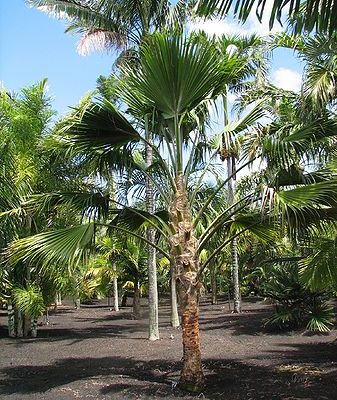 Pritchardia lanigera