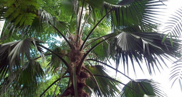 Pritchardia schattaueri