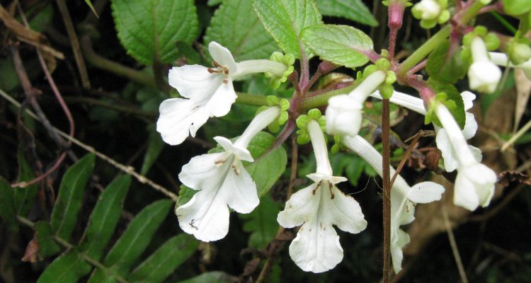 Psychotria grandiflora