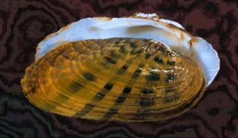 Ptychobranchus subtentum