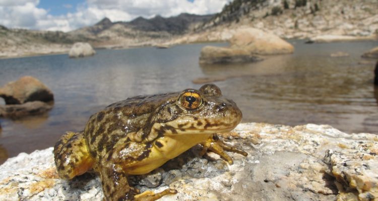 Rana sierrae