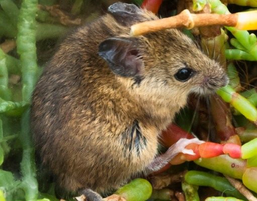 Reithrodontomys raviventris