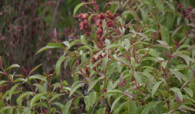 Santalum haleakalae var. lanaiense