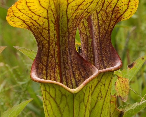 Sarracenia oreophila
